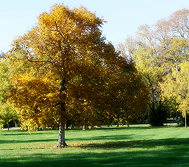 tree at Cherry Tree Park