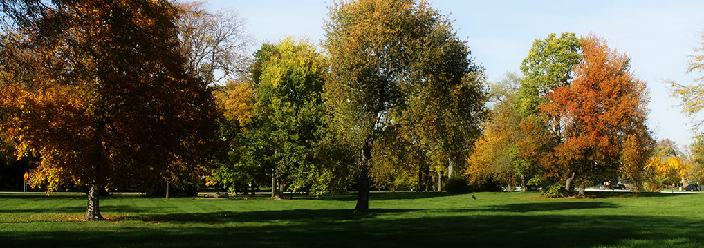 trees at park
