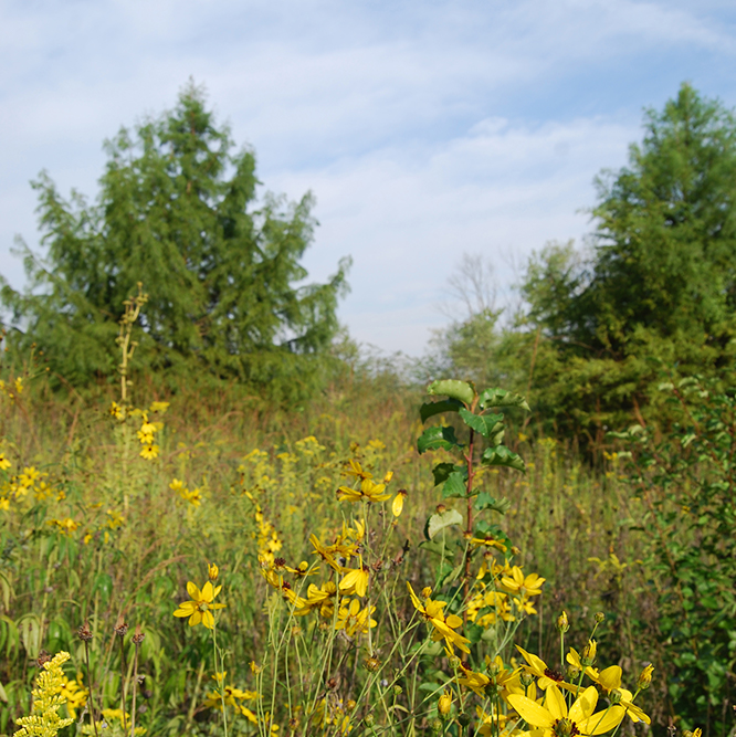 wildflowers at Hazel Landing Park