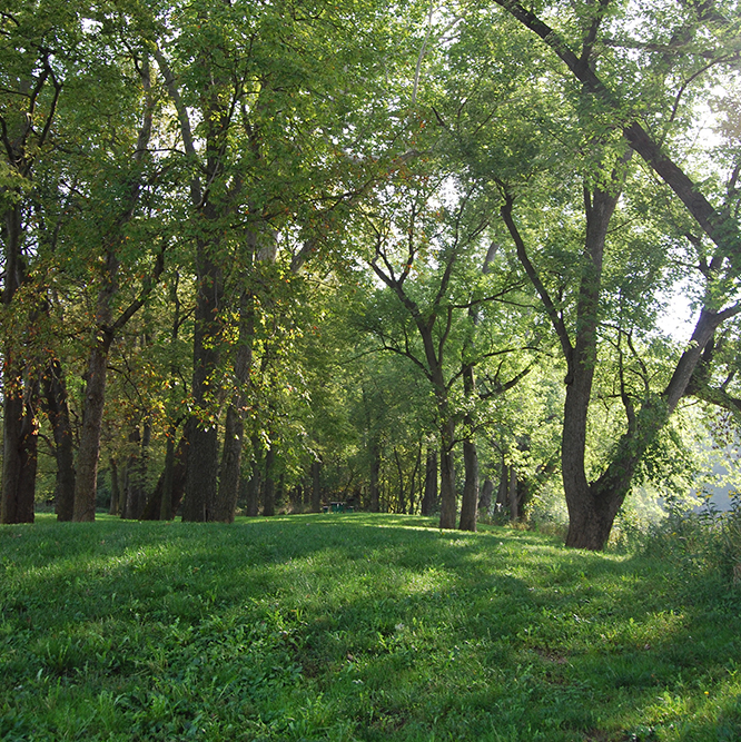 grass and trees at Hazel Landing Park