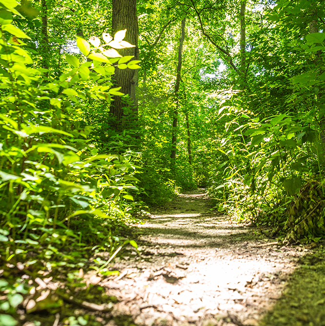 wooded trail at Flowing Well Park