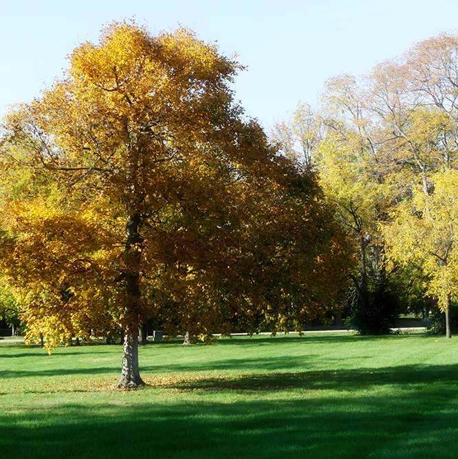 Tree at Cherry Tree park