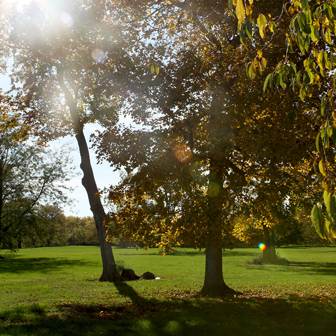 trees at Cherry Tree park