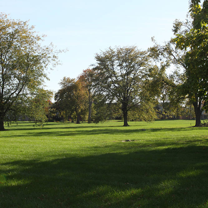 grass and trees at Cherry Tree park