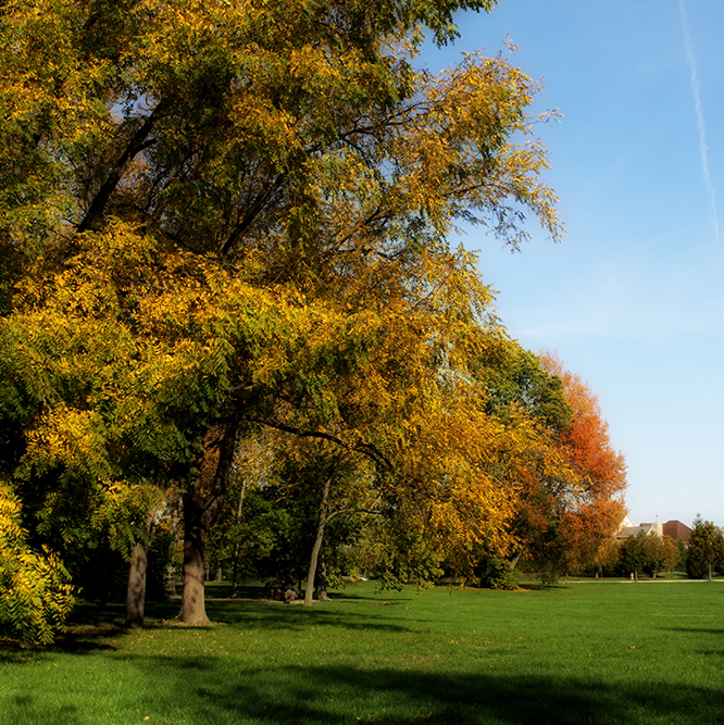 trees at Cherry Tree park