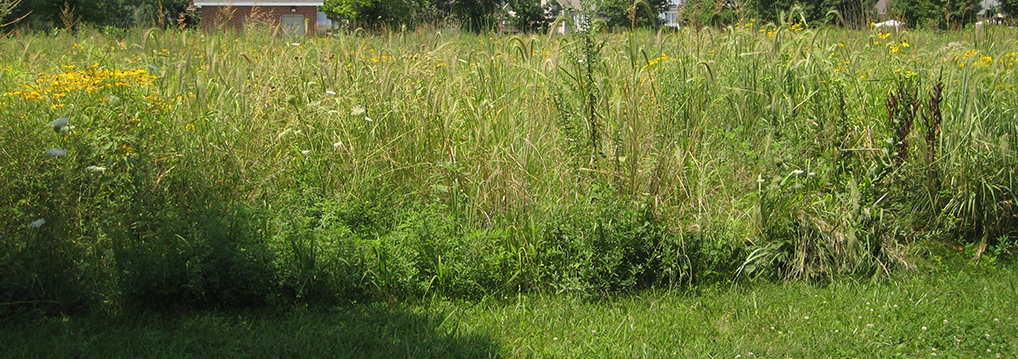 Prairie Meadow Park