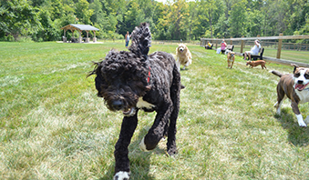 2015 Dog at the Central Dog Park