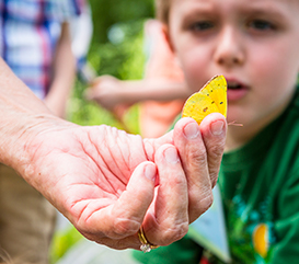 Boy looking at leaf