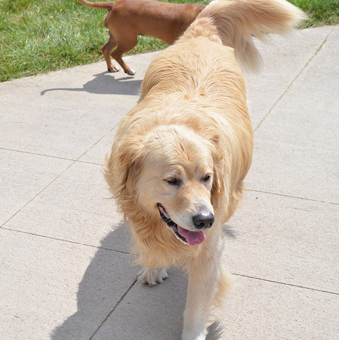 Golden Retriever at the Central Bark Park