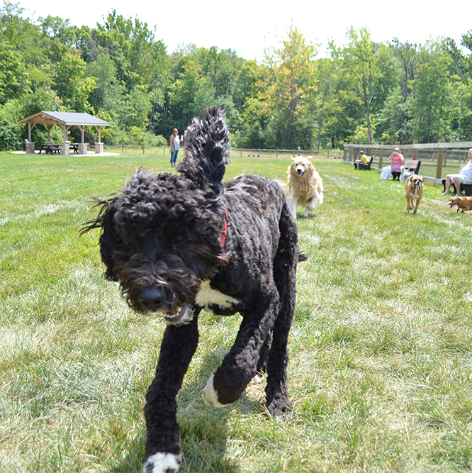 Black Labradoodle at the Central Dog Park in Carmel