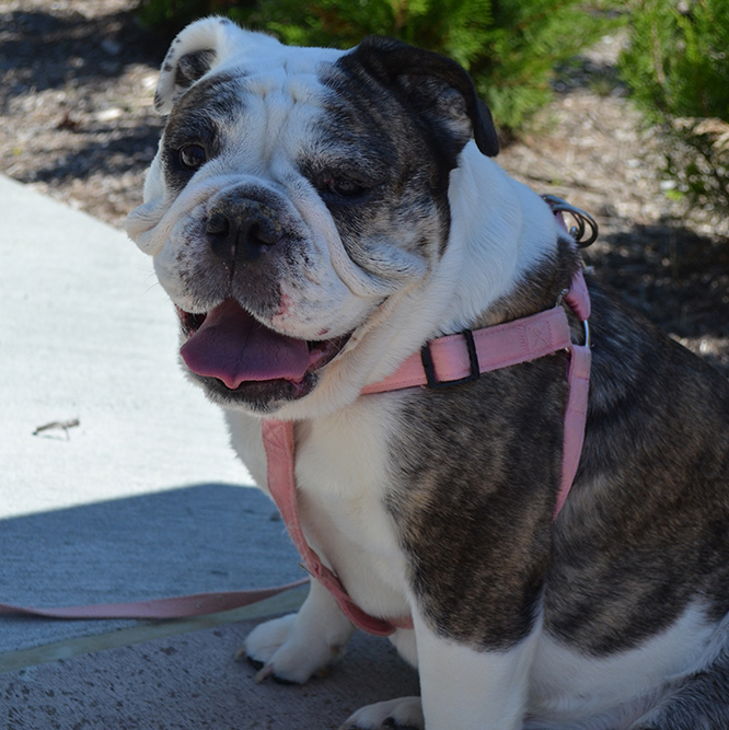 Bulldog at the Central Dog Park in Carmel