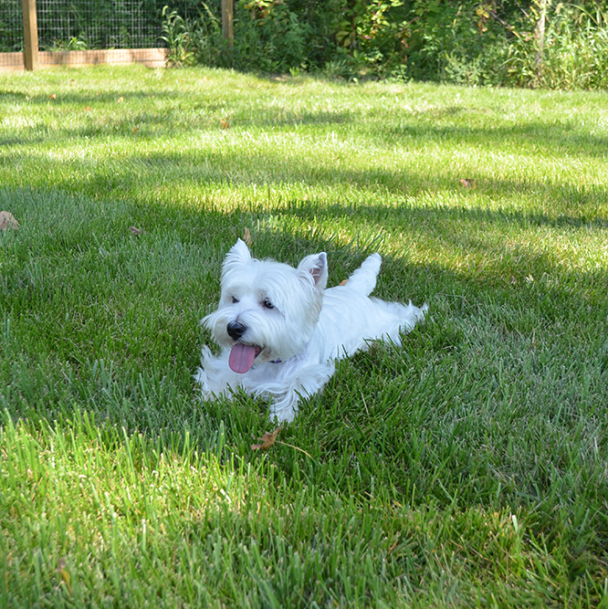 Westie at the Central Dog Park in Carmel