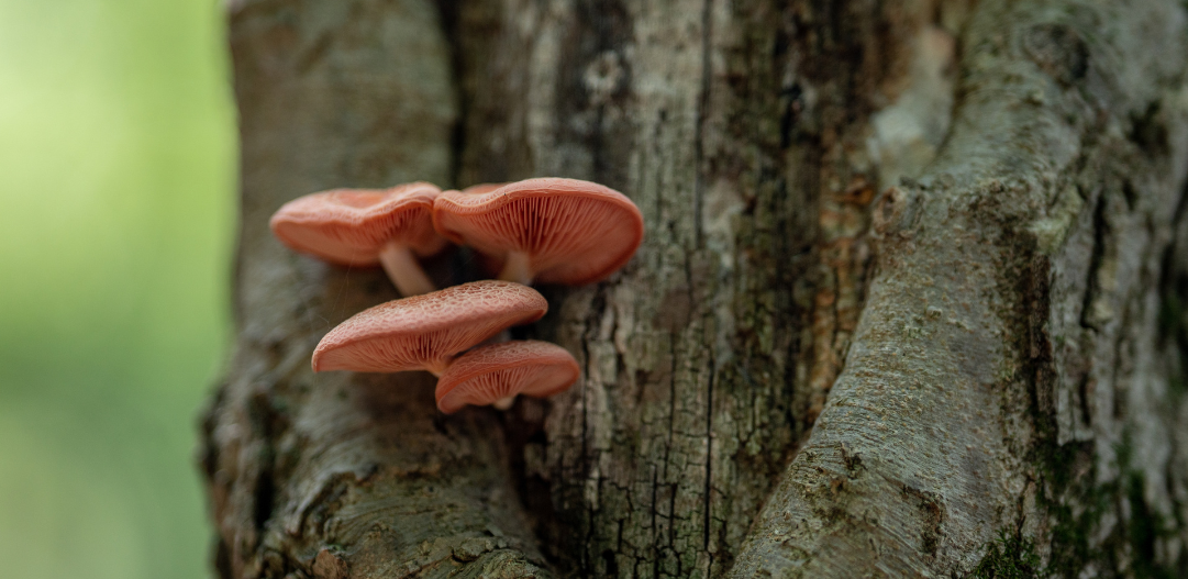 Fall program guide nature header of peach mushrooms