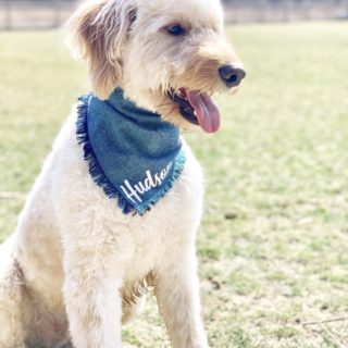 Doodle at the Central Dog Park in Carmel