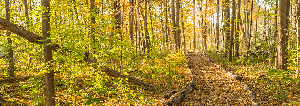 trees in the fall