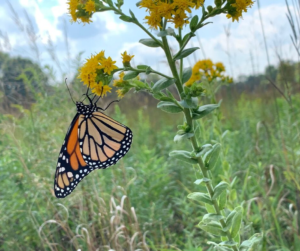 Monarch Butterfly on a flower in the park