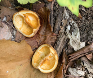 Walnuts and fall leaves