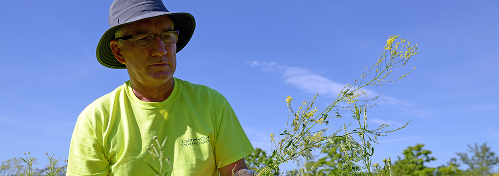 CCPR volunteer on invasive species removal day