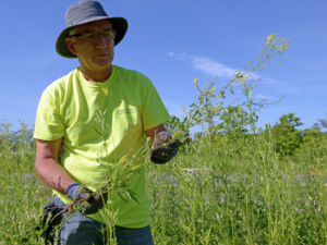 Phil Flannagan at Invasive Species Removal Day at Central Park 