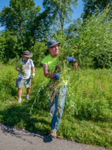 Phil Flannagan removing invasive species in Central Park