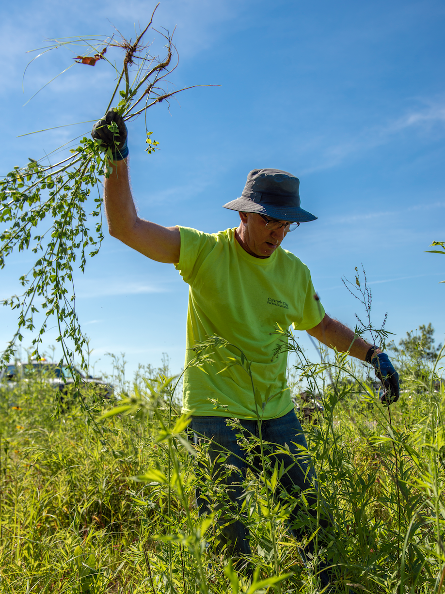 Phil Flannagan Removing Invasive Species from Central Park in summer 2019