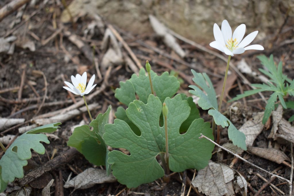 Bloodroot (Sanguinaria Canadensis)