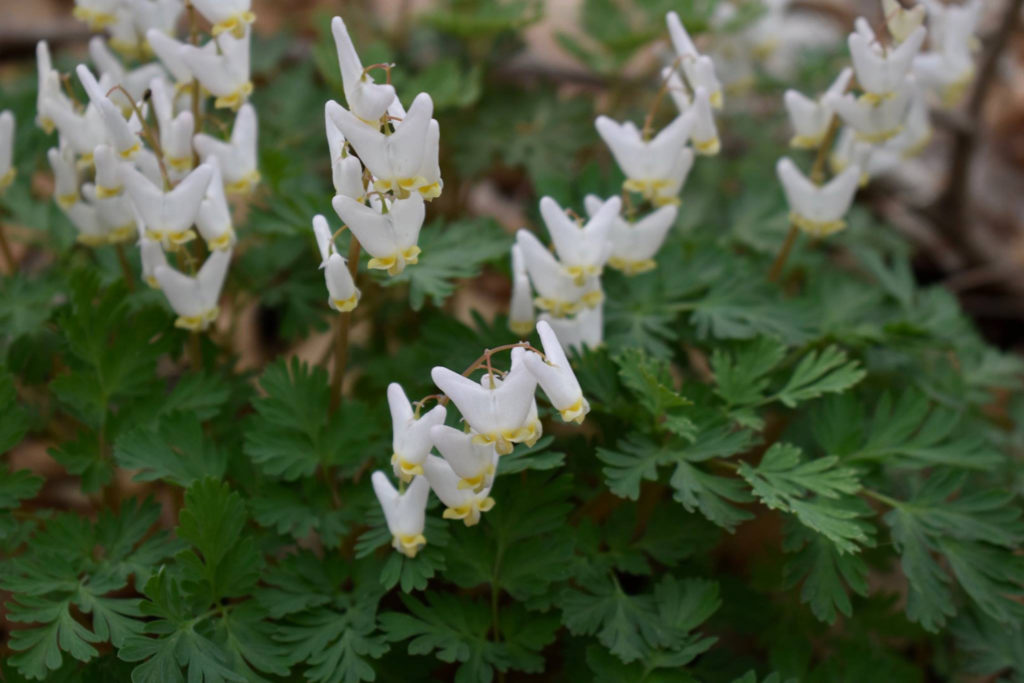 Dutchman's Breeches Dicentra Cucullaria