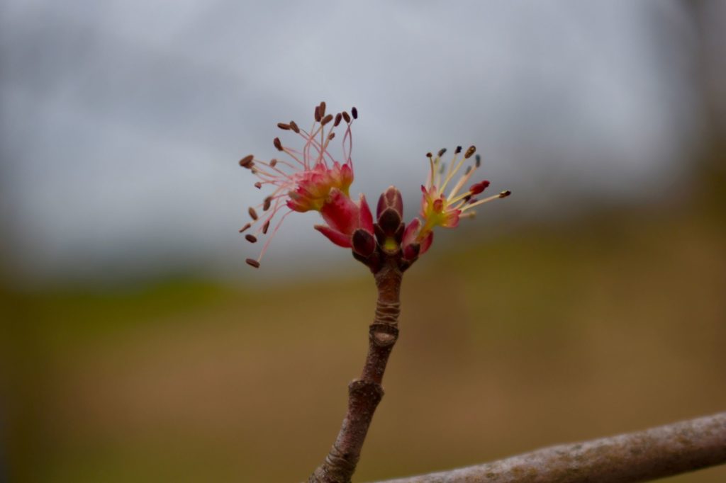 Male Maple Flower