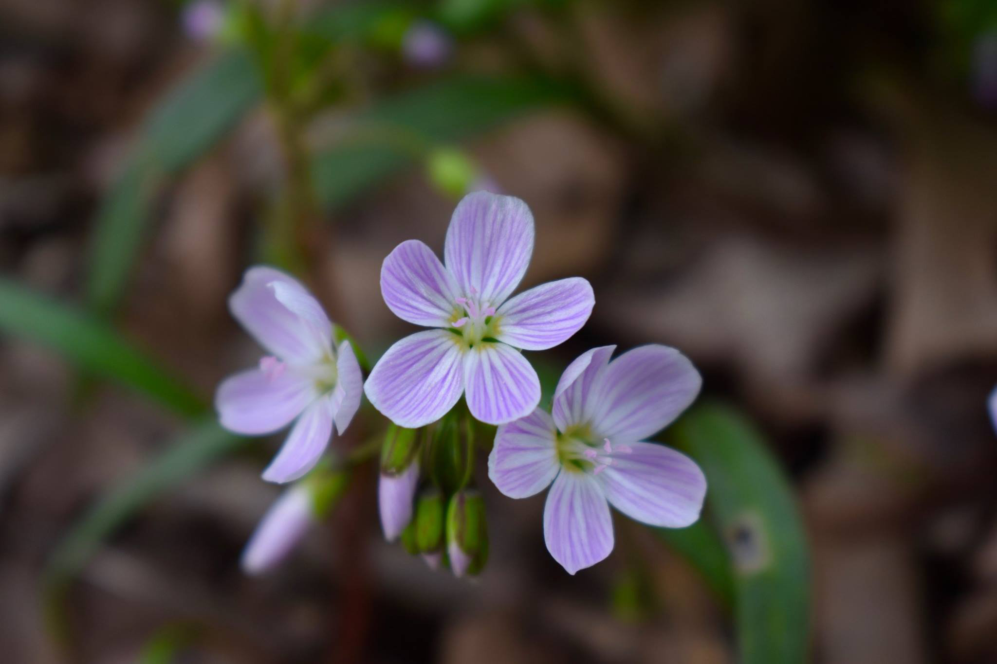 Spring Beauties Claytonia Virginica