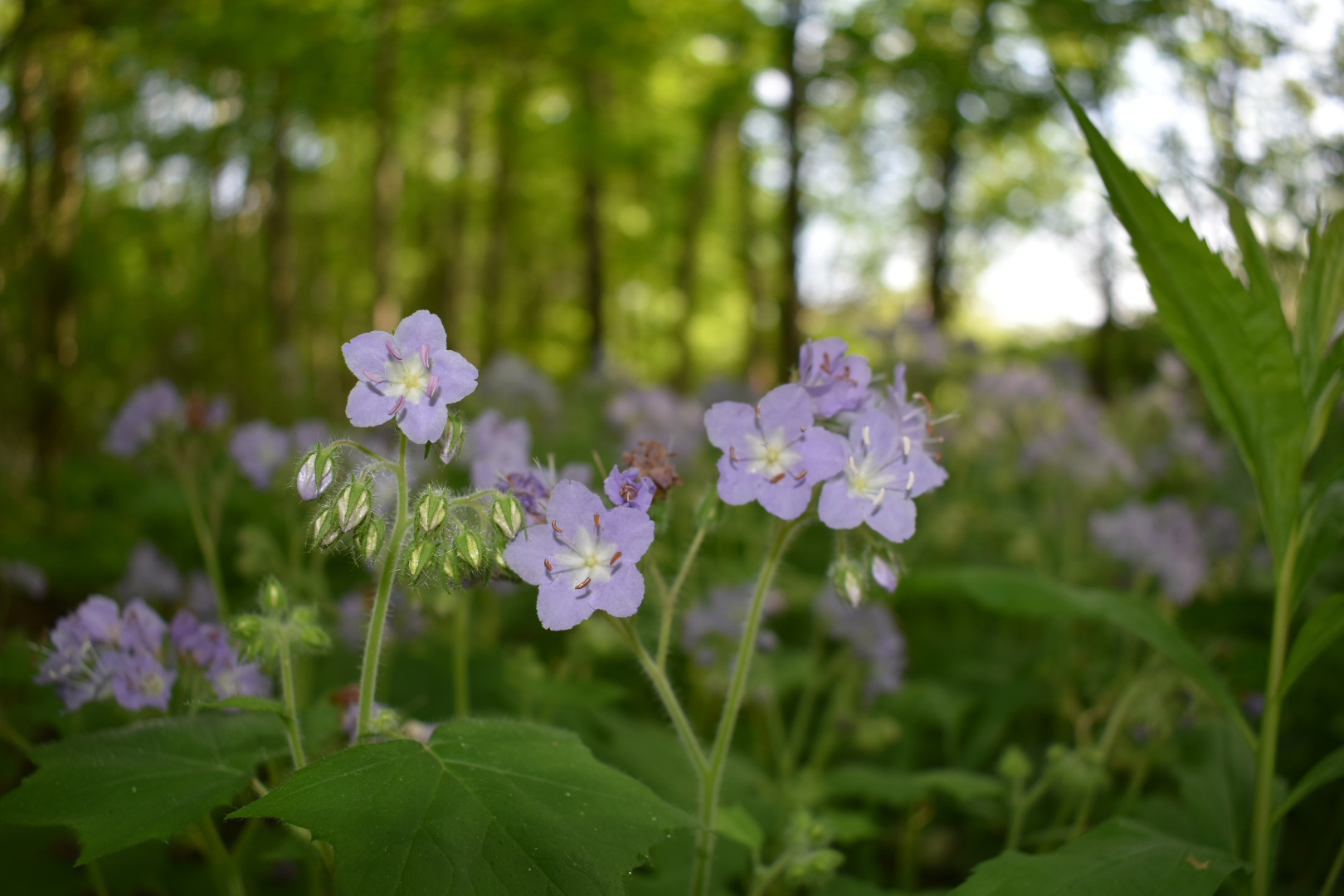 Great Waterleaf