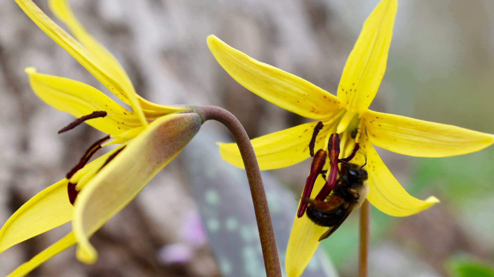 Yellow Trout Lily Erythronium Americanum