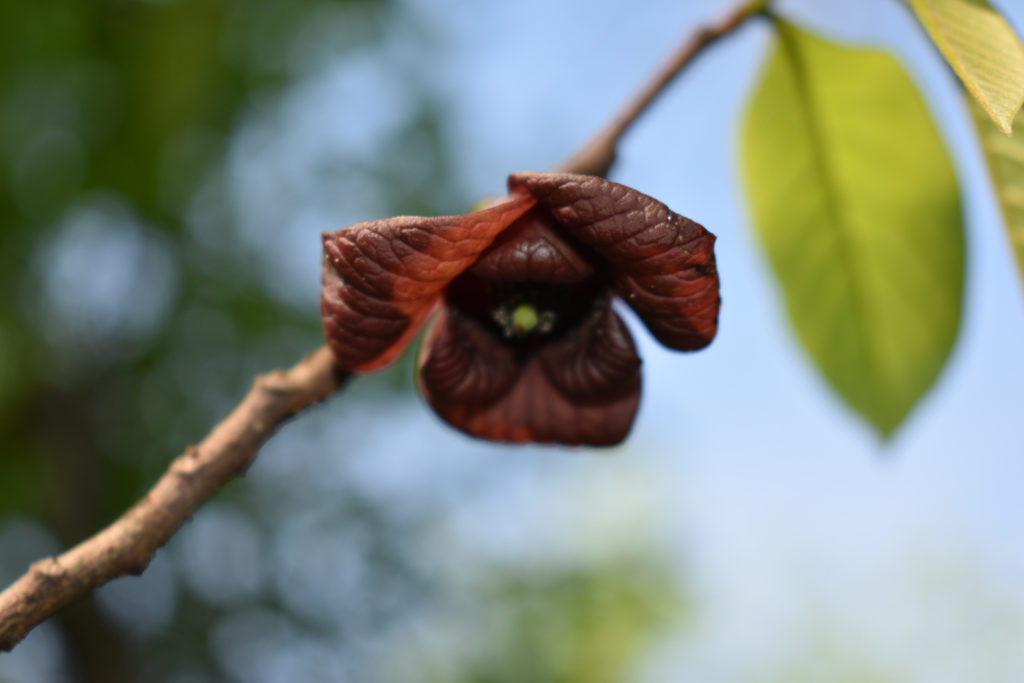 PawPaw Flower