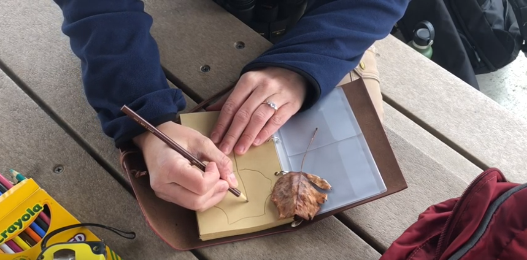 Hand tracing a leaf in a field guide