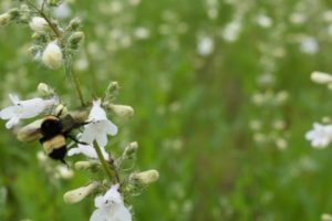 Bee on flower