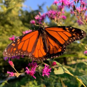 Butterfly on a flower