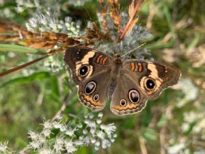 Butterfly on flower