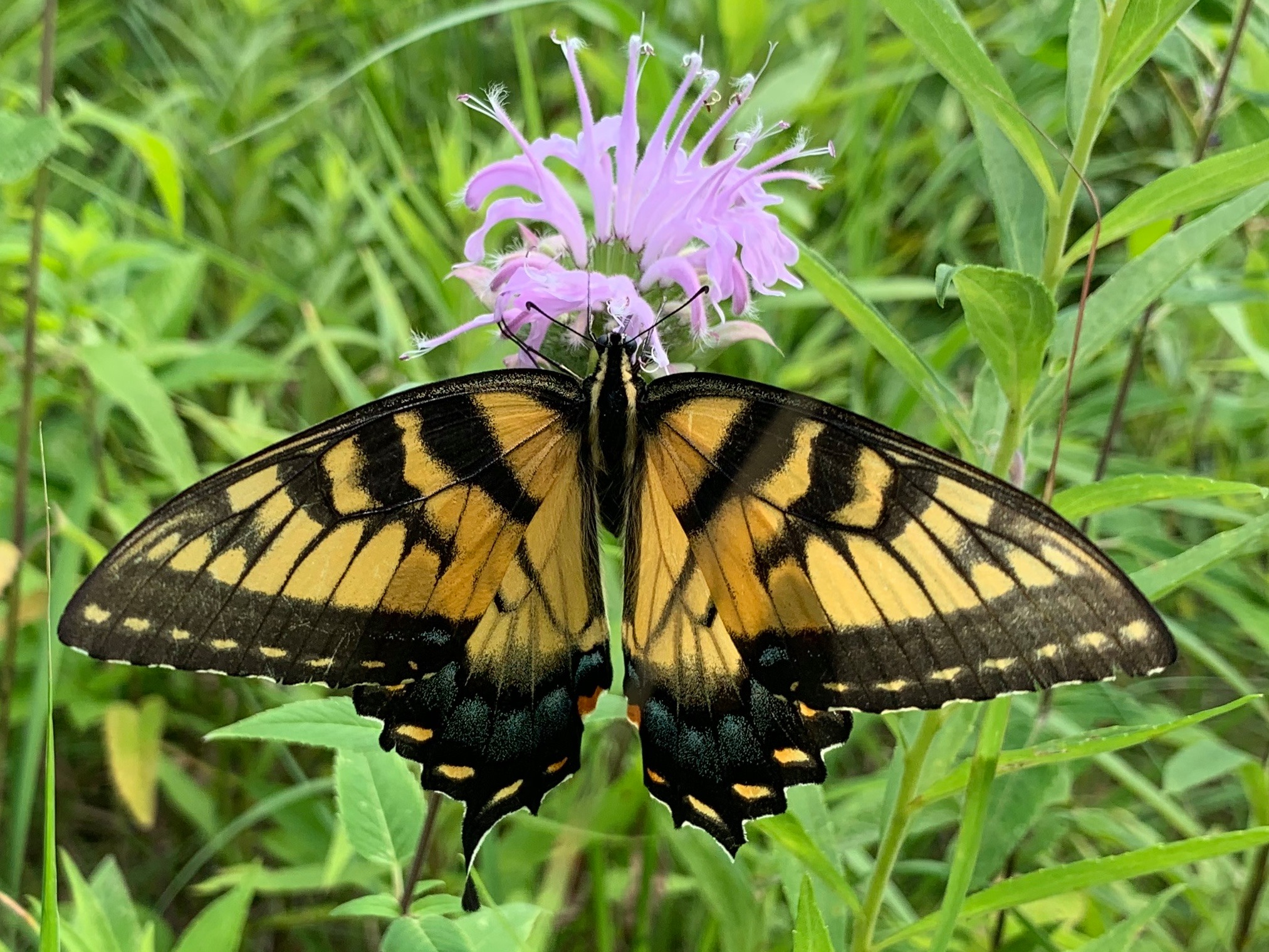 Butterfly on a flower