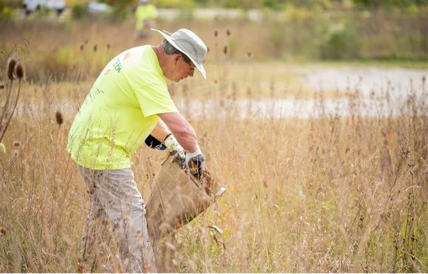 Citizen science volunteer collects native species foxglove seeds at Founders Park in a prairie meadow field.