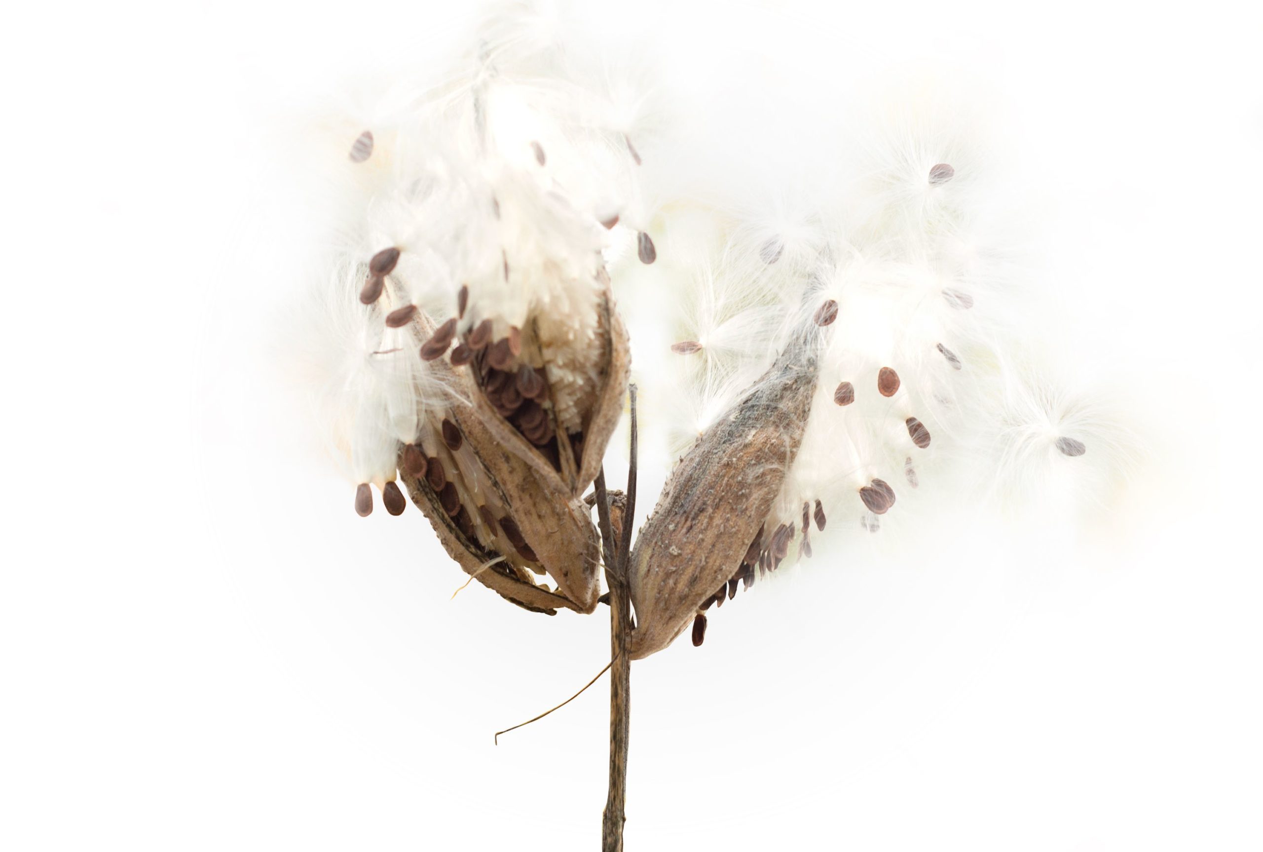 Milkweed Pod