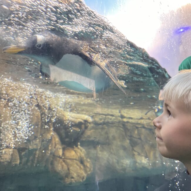 Student comes face to face with a penguin at the zoo during Camp Wayback.