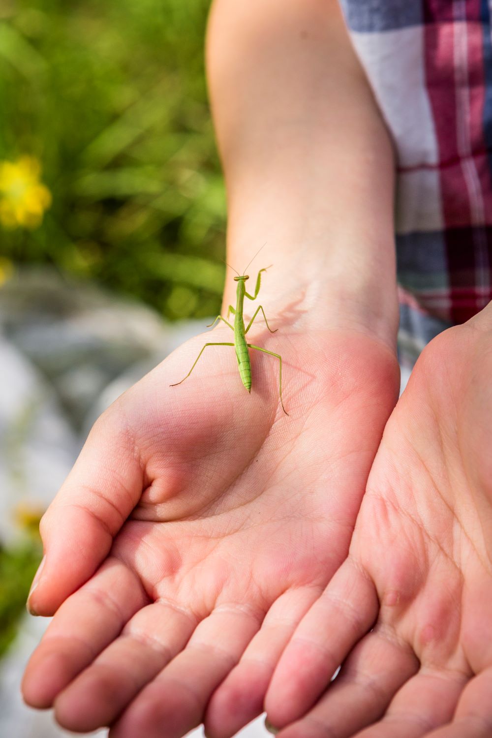 Kid holding a praying mantis in his cupped hands.
