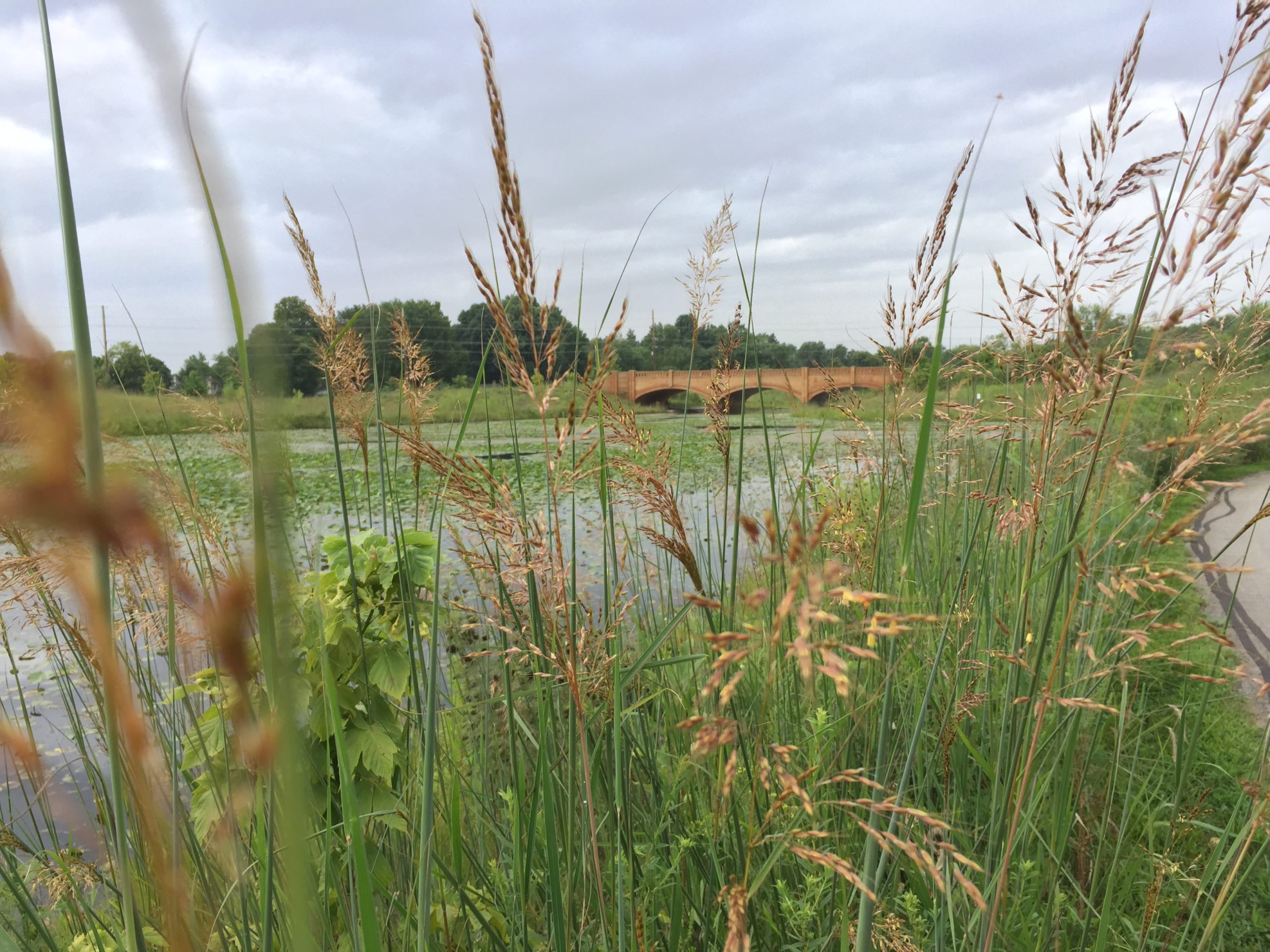 Wetland