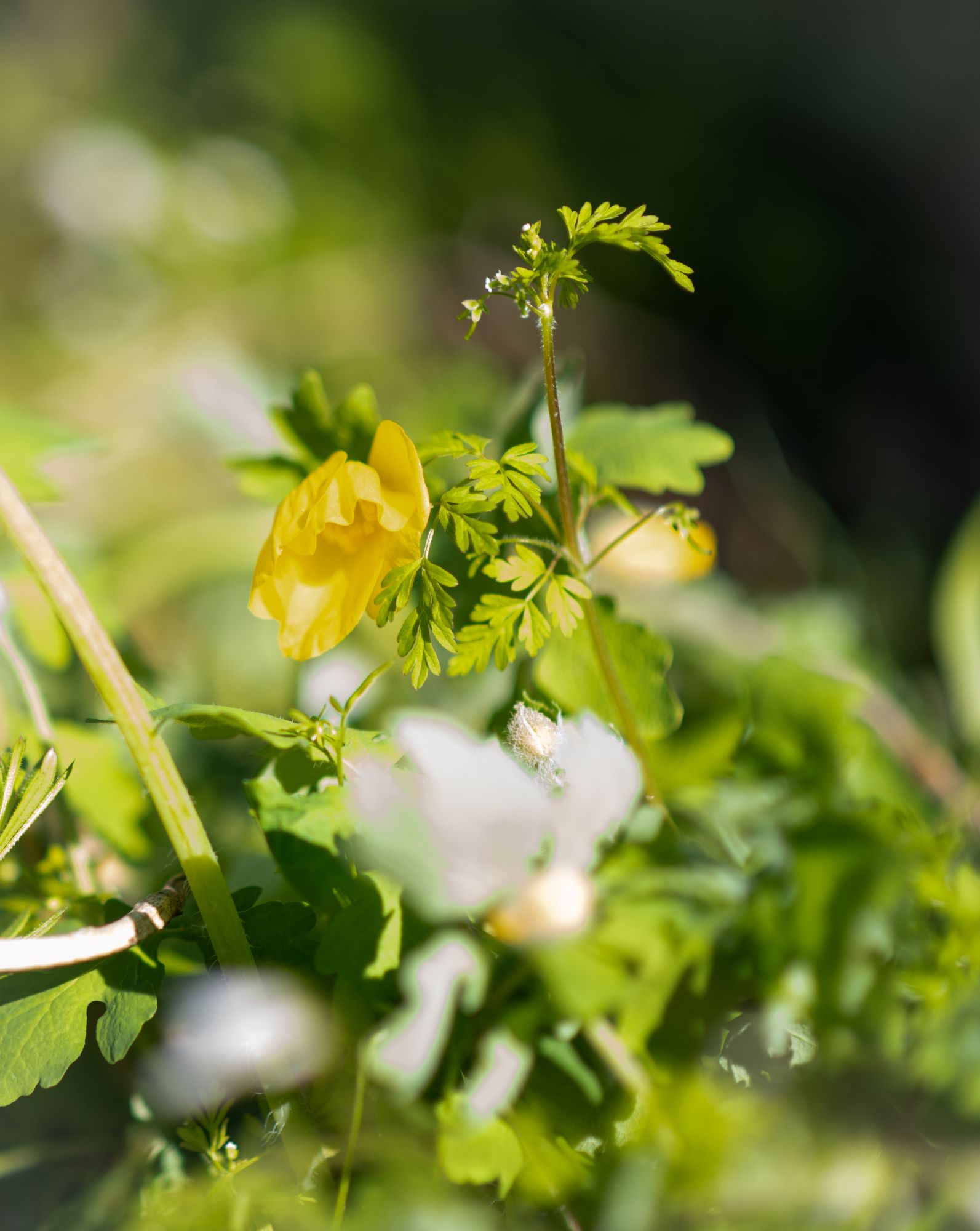 flowers