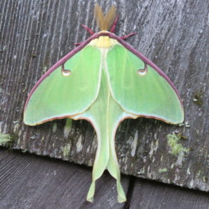 Luna Moth