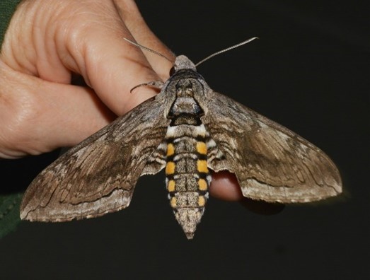 Five-Spotted Hawk Moth