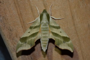 Virginia Creeper Sphinx Moth