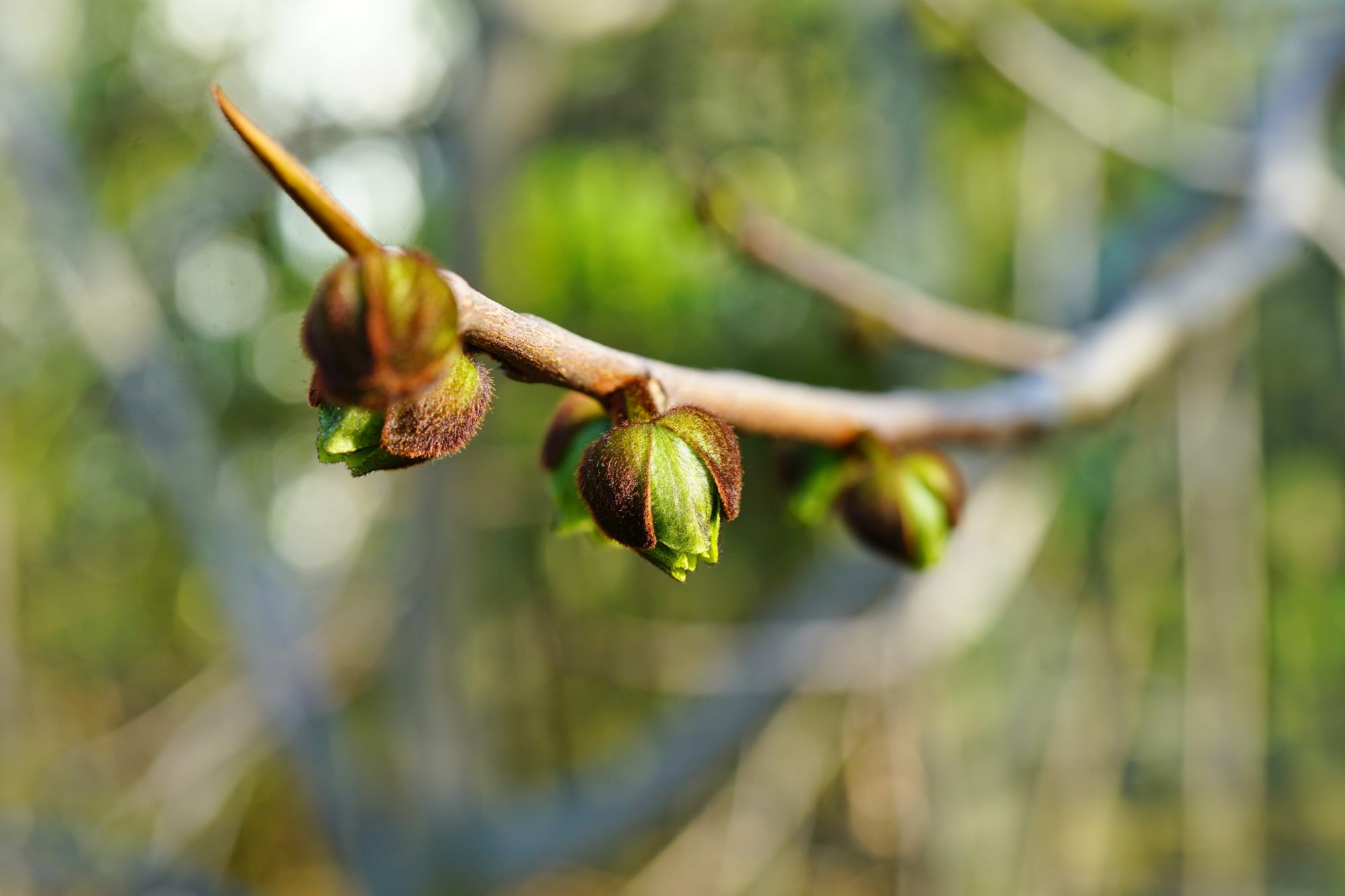 Fruit tree