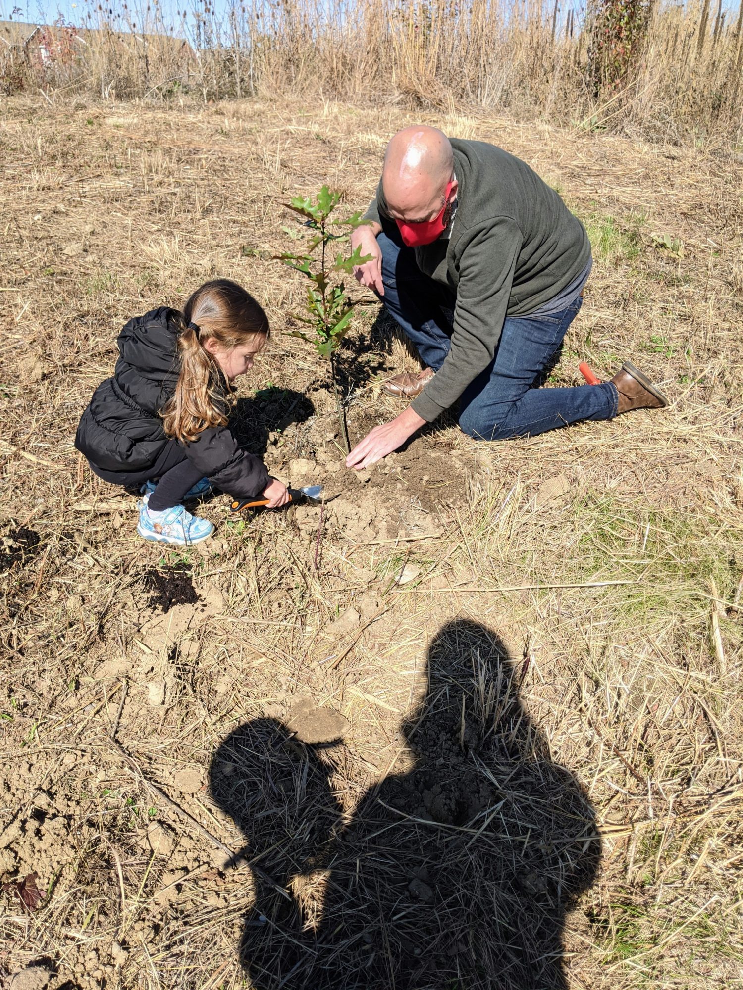 planting