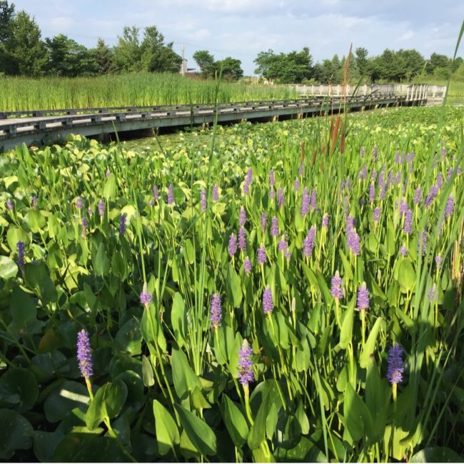 Central Park Wetlands