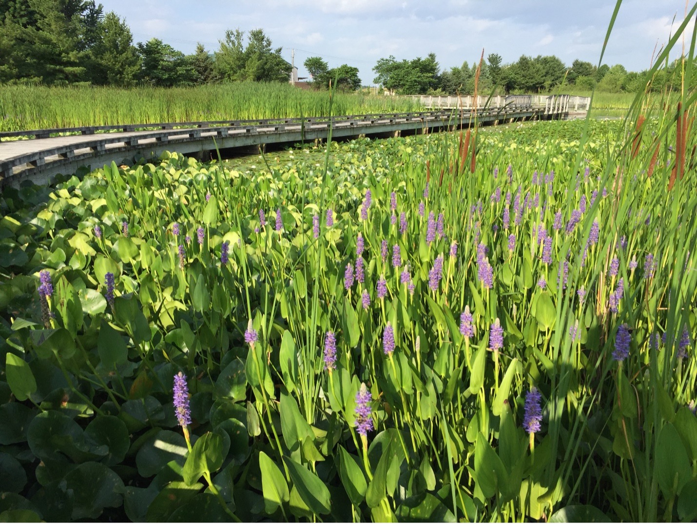 Central Park Wetlands